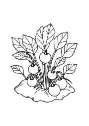 Growing Vegetables in Ground Coloring Book 728CCA48 (12 Coloring Pages)