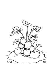 Growing Vegetables in Ground Coloring Book 728CCA48 (12 Coloring Pages)
