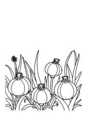 Growing Vegetables in Ground Coloring Book 728CCA48 (12 Coloring Pages)