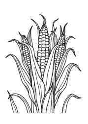 Growing Vegetables in Ground Coloring Book 728CCA48 (12 Coloring Pages)