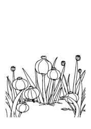 Growing Vegetables in Ground Coloring Book 153552AE (12 Coloring Pages)