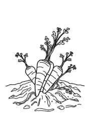 Growing Vegetables in Ground Coloring Book 153552AE (12 Coloring Pages)
