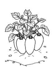 Growing Vegetables in Ground Coloring Book 153552AE (12 Coloring Pages)