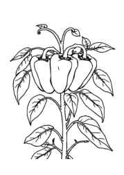 Growing Vegetables in Ground Coloring Book 153552AE (12 Coloring Pages)