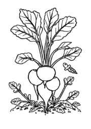 Growing Vegetables in Ground Coloring Book 153552AE (12 Coloring Pages)