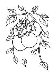 Growing Vegetables in Ground Coloring Book 153552AE (12 Coloring Pages)