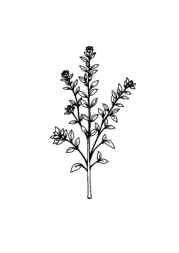 Herbs Coloring Book EA12B3DD (12 Coloring Pages)