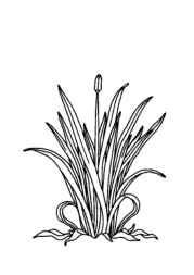 Herbs Coloring Book EA12B3DD (12 Coloring Pages)