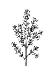 Herbs Coloring Book EA12B3DD (12 Coloring Pages)