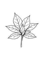 Herbs Coloring Book EA12B3DD (12 Coloring Pages)