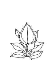 Herbs Coloring Book EA12B3DD (12 Coloring Pages)