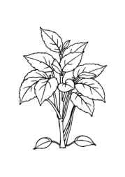 Herbs Coloring Book EA12B3DD (12 Coloring Pages)