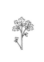 Herbs Coloring Book EA12B3DD (12 Coloring Pages)