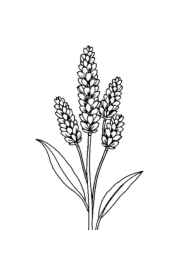 Herbs Coloring Book EA12B3DD (12 Coloring Pages)