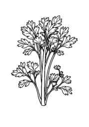 Herbs Coloring Book EA12B3DD (12 Coloring Pages)