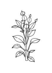 Herbs Coloring Book EA12B3DD (12 Coloring Pages)