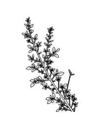 Herbs Coloring Book F2D3291F (12 Coloring Pages)