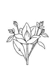Herbs Coloring Book F2D3291F (12 Coloring Pages)