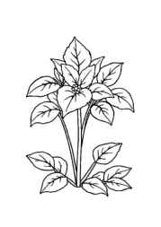 Herbs Coloring Book F2D3291F (12 Coloring Pages)