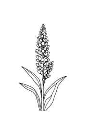 Herbs Coloring Book F2D3291F (12 Coloring Pages)