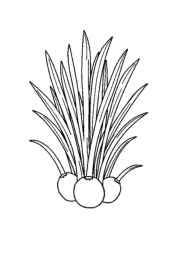 Herbs Coloring Book F2D3291F (12 Coloring Pages)