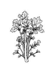 Herbs Coloring Book F2D3291F (12 Coloring Pages)