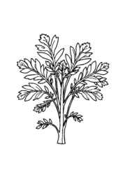 Herbs Coloring Book F2D3291F (12 Coloring Pages)