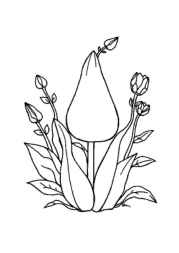 Herbs Coloring Book F2D3291F (12 Coloring Pages)