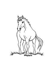 Horses Coloring Book 004AC6E8 (12 Coloring Pages)