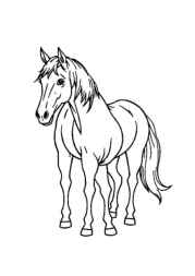 Horses Coloring Book 004AC6E8 (12 Coloring Pages)