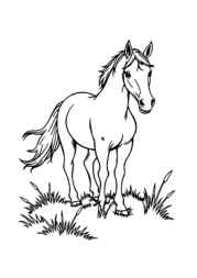 Horses Coloring Book C199DC0D (12 Coloring Pages)