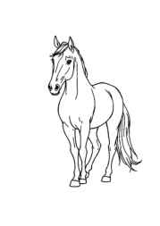 Horses Coloring Book C199DC0D (12 Coloring Pages)