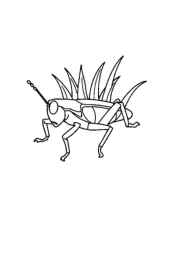 Insects Coloring Book 28BF34B9 (12 Coloring Pages)
