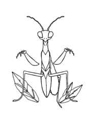 Insects Coloring Book 28BF34B9 (12 Coloring Pages)