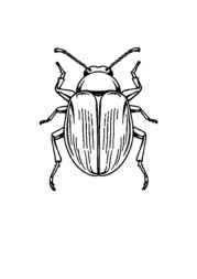 Insects Coloring Book C294494C (12 Coloring Pages)