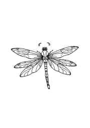 Insects Coloring Book C294494C (12 Coloring Pages)