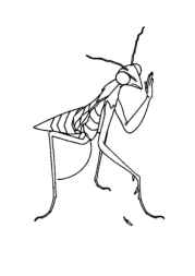 Insects Coloring Book C294494C (12 Coloring Pages)