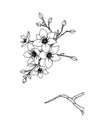 Japanese Culture Coloring Book 7BACB7B2 (12 Coloring Pages)