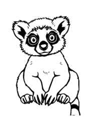 Monkeys and Apes Coloring Book 60A128B6 (12 Coloring Pages)