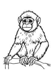 Monkeys and Apes Coloring Book 60A128B6 (12 Coloring Pages)