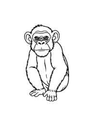 Monkeys and Apes Coloring Book 60A128B6 (12 Coloring Pages)