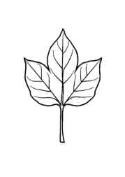 Nature Elements Coloring Book 9104C791 (12 Coloring Pages)