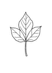 Nature Elements Coloring Book 44C092C1 (12 Coloring Pages)