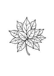 Nature Elements Coloring Book 44C092C1 (12 Coloring Pages)