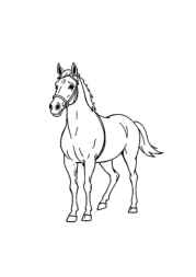 Polo Coloring Book 63C2DAF6 (12 Coloring Pages)