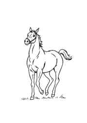 Polo Coloring Book AAF73A52 (12 Coloring Pages)