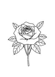 Roses Coloring Book 23C667EB (12 Coloring Pages)