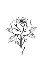 Roses Coloring Book 23C667EB (12 Coloring Pages)