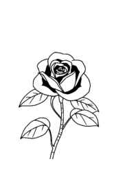 Roses Coloring Book 23C667EB (12 Coloring Pages)