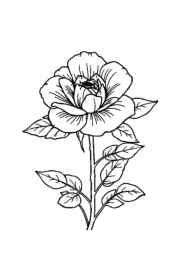 Roses Coloring Book 2FC011EB (12 Coloring Pages)
